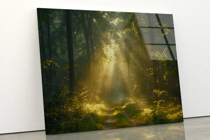 Sun Shining With Trees in a Forest Acrylic Glass Print Tempered Glass Wall Art 100% Made in Australia Ready to Hang