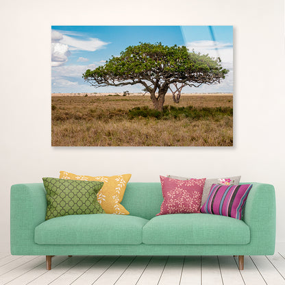 Close-up of a Tree in Tanzania Acrylic Glass Print Tempered Glass Wall Art 100% Made in Australia Ready to Hang