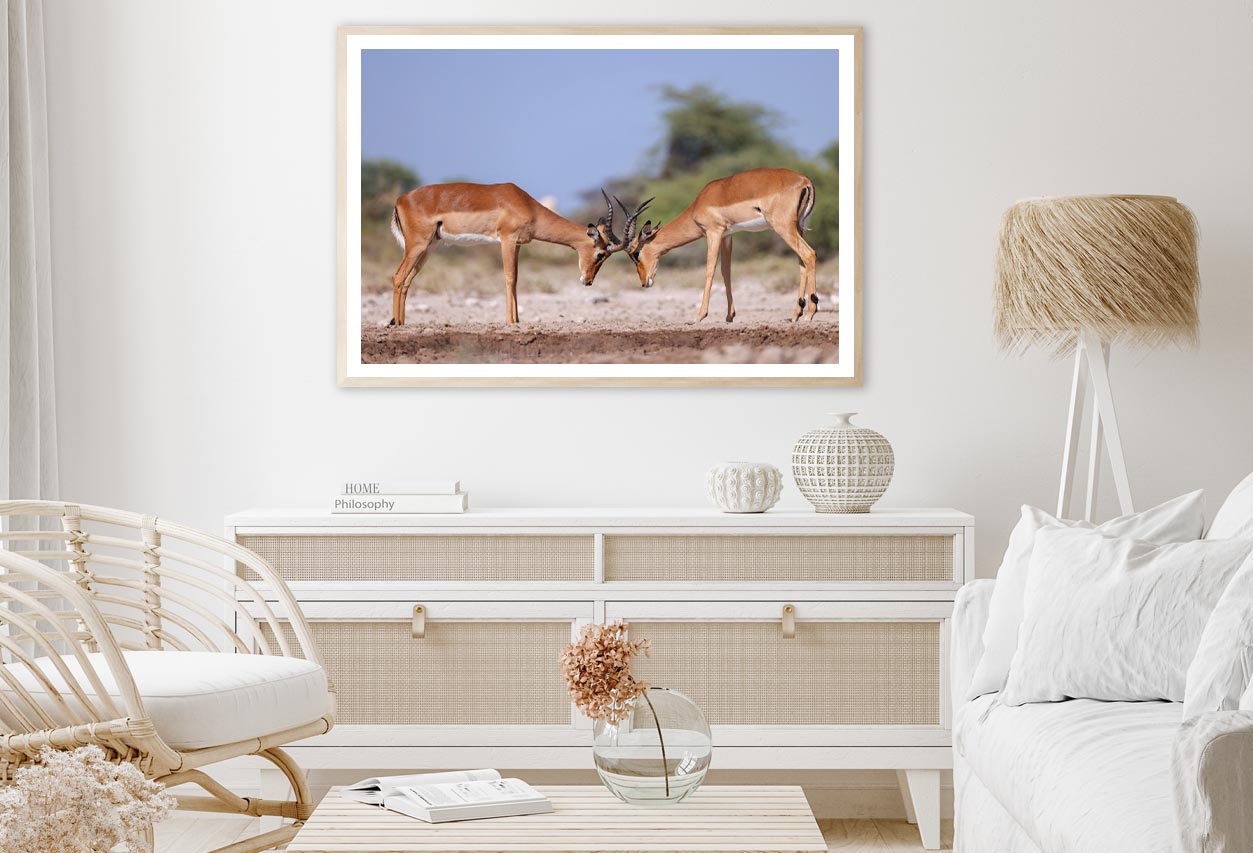 Two Fighting Male Impala Antelopes Home Decor Premium Quality Poster Print Choose Your Sizes