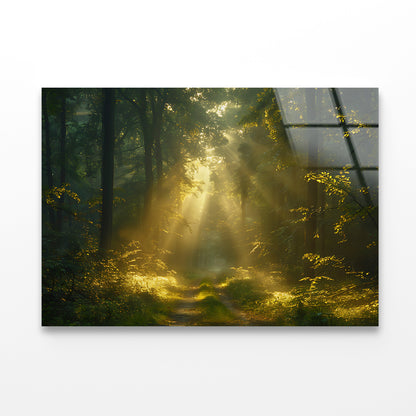 Sun Shining With Trees in a Forest Acrylic Glass Print Tempered Glass Wall Art 100% Made in Australia Ready to Hang