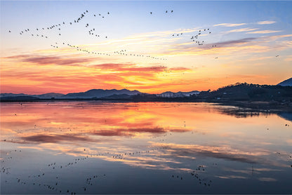 Birds Flying Lake Sunset Wall Art Decor 100% Australian Made