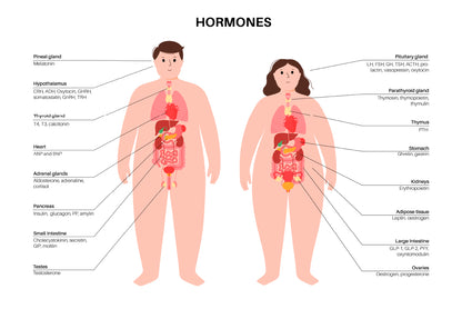 Hormones In Human Body Illustration Home Decor Premium Quality Poster Print Choose Your Sizes