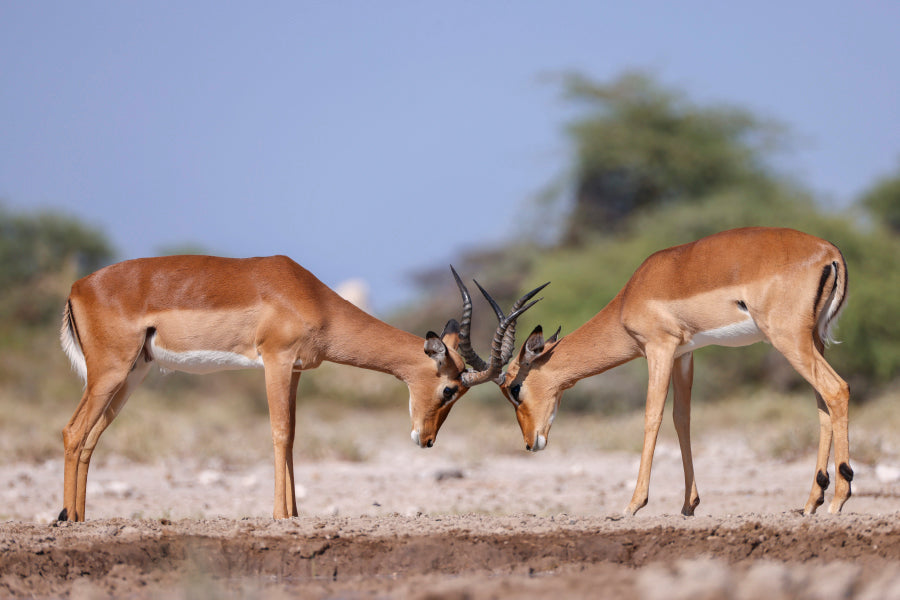 Two Fighting Male Impala Antelopes Acrylic Glass Print Tempered Glass Wall Art 100% Made in Australia Ready to Hang