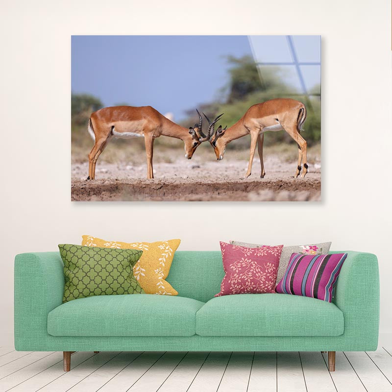 Two Fighting Male Impala Antelopes Acrylic Glass Print Tempered Glass Wall Art 100% Made in Australia Ready to Hang