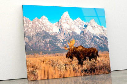 Bull Moose in Mountain Sky  Acrylic Glass Print Tempered Glass Wall Art 100% Made in Australia Ready to Hang