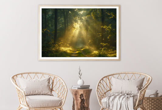 Sun Shining With Trees in a Forest Home Decor Premium Quality Poster Print Choose Your Sizes