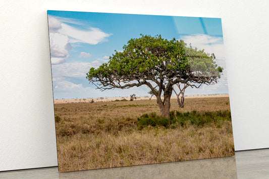 Close-up of a Tree in Tanzania Acrylic Glass Print Tempered Glass Wall Art 100% Made in Australia Ready to Hang