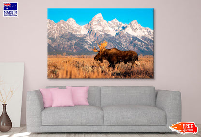 Bull Moose in Mountain Sky  Wall Art Decor 100% Australian Made