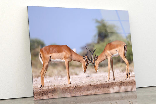 Two Fighting Male Impala Antelopes Acrylic Glass Print Tempered Glass Wall Art 100% Made in Australia Ready to Hang