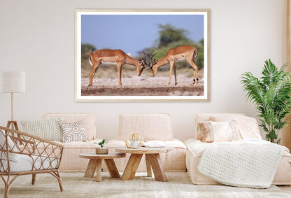 Two Fighting Male Impala Antelopes Home Decor Premium Quality Poster Print Choose Your Sizes