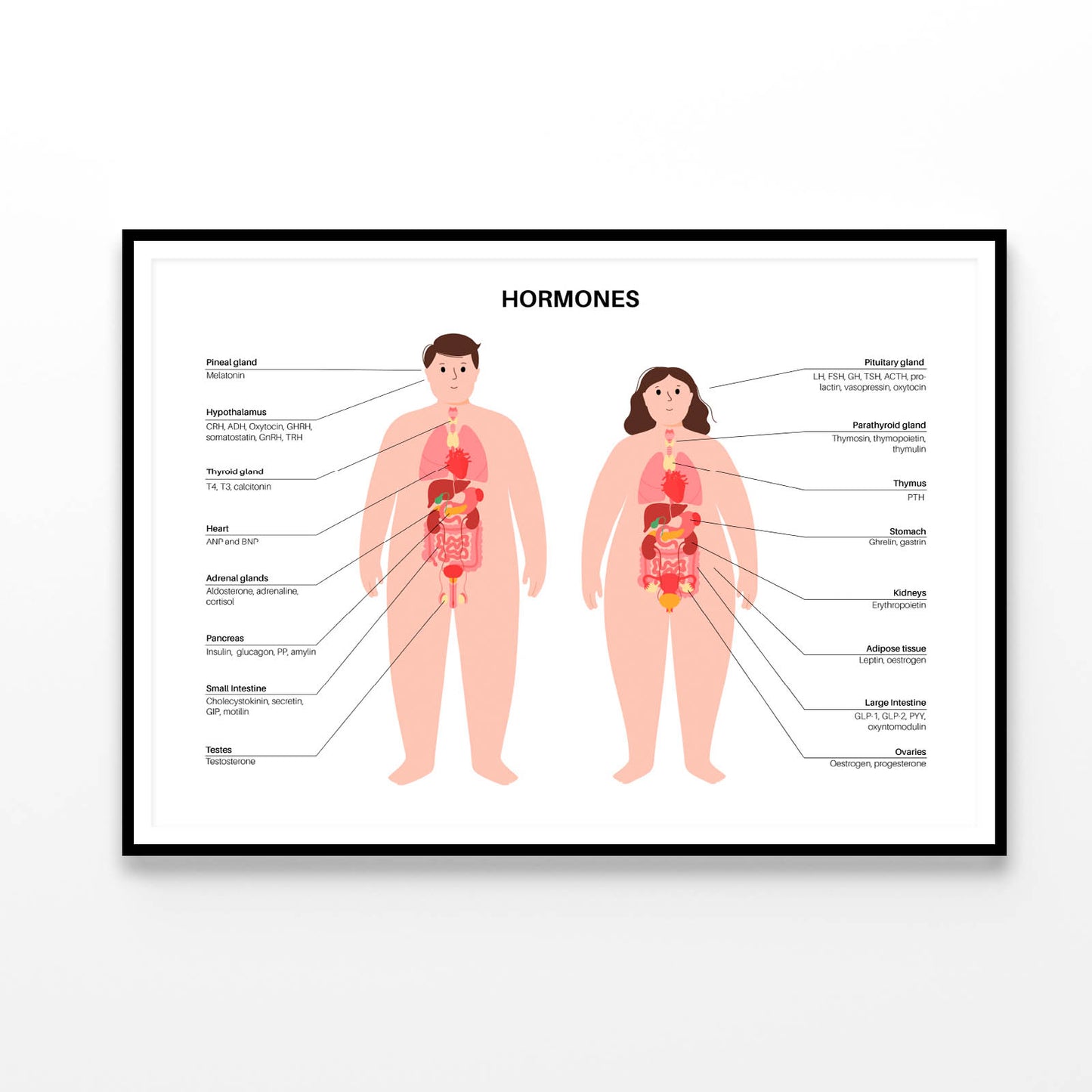 Hormones In Human Body Illustration Home Decor Premium Quality Poster Print Choose Your Sizes