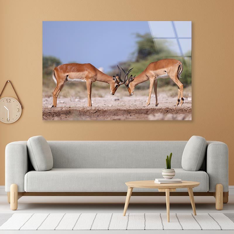 Two Fighting Male Impala Antelopes Acrylic Glass Print Tempered Glass Wall Art 100% Made in Australia Ready to Hang