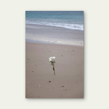 White Flowers Growing in Sand by the Ocean 40x60cm Metal Print Ready to Hang