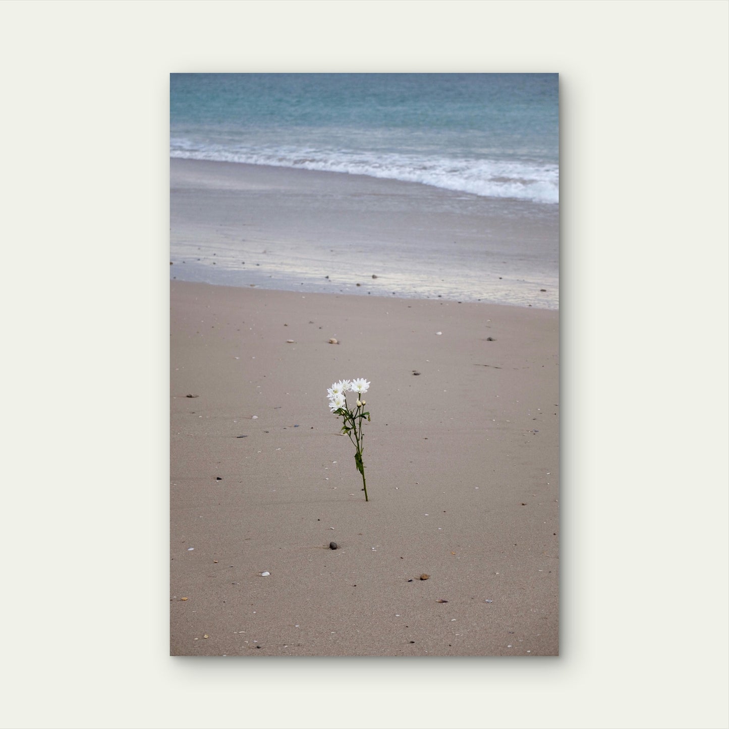 White Flowers Growing in Sand by the Ocean 60x90cm Metal Print Ready to Hang
