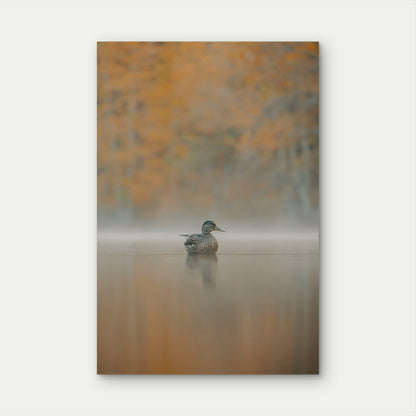 A Duck Floats on a Misty Lake at Dawn 40x60cm Metal Print Ready to Hang