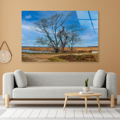 A Couple of Trees Grows In a Field Acrylic Glass Print Tempered Glass Wall Art 100% Made in Australia Ready to Hang