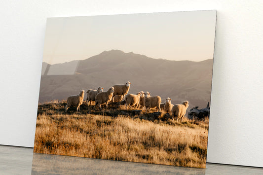 Herd Of Sheeps on With Mountain Acrylic Glass Print Tempered Glass Wall Art 100% Made in Australia Ready to Hang