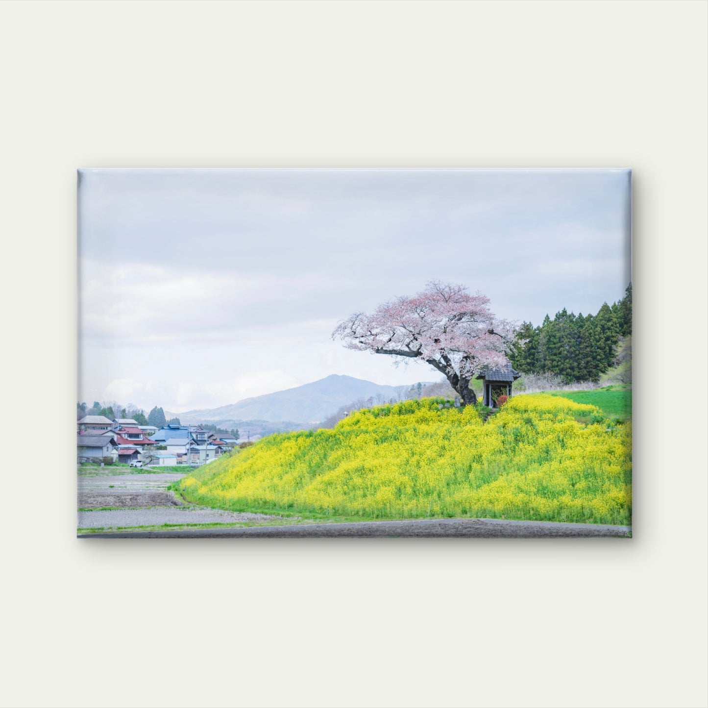 Sakura Rapeseed Field Japan Wall Art Decor 100% Australian Made