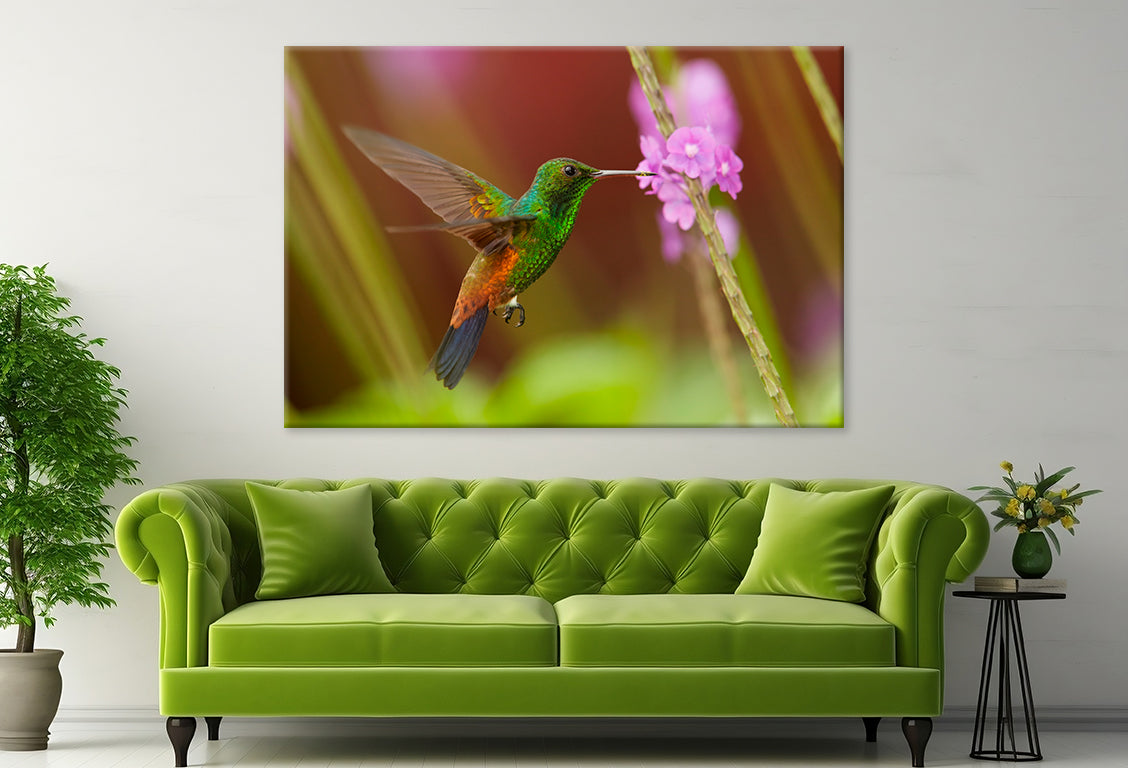 Caribbean Hummingbird Feeding Wall Art Decor 100% Australian Made