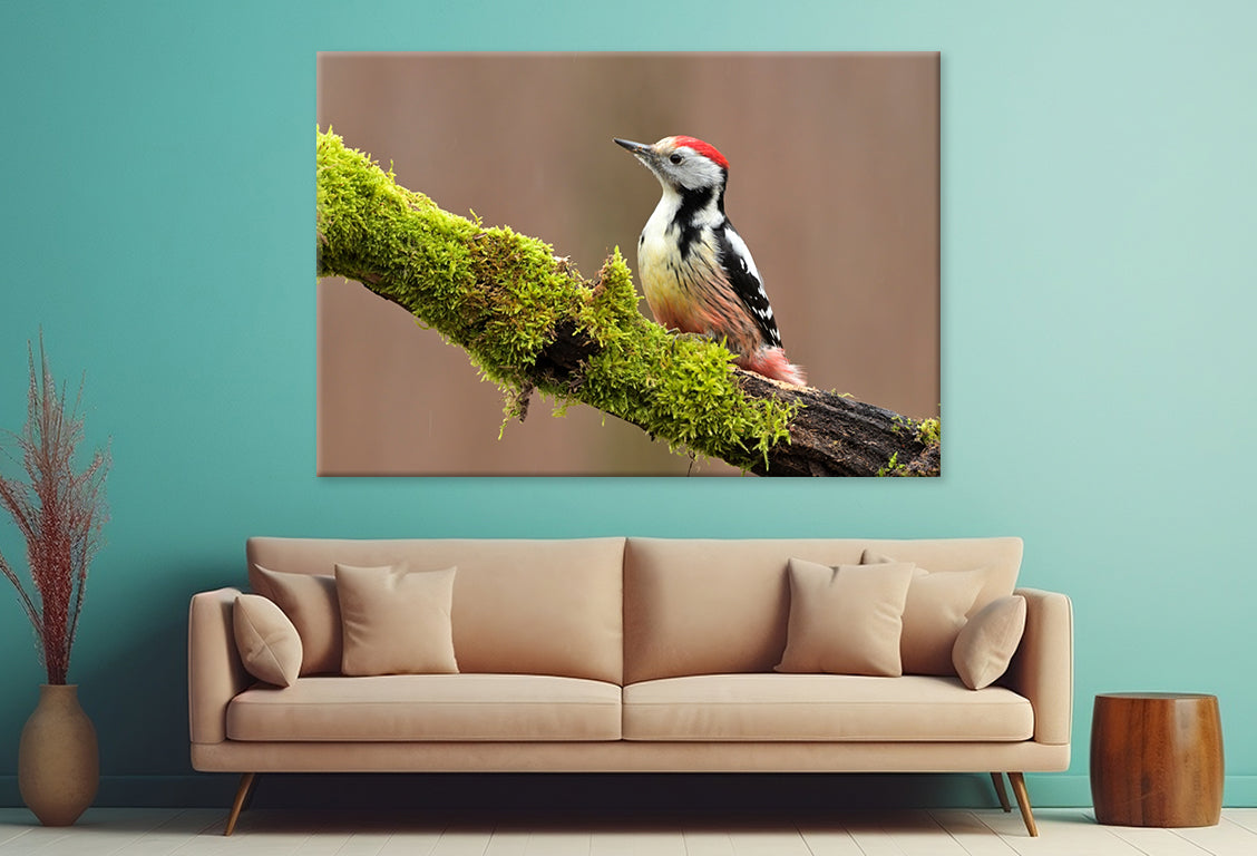 Middle Spotted Woodpecker, Europe Wall Art Decor 100% Australian Made