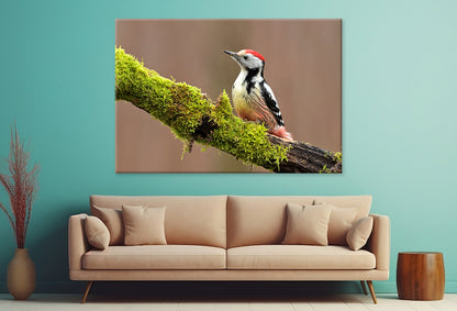 Middle Spotted Woodpecker, Europe Wall Art Decor 100% Australian Made