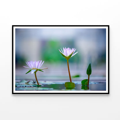 Lotus with Yellow Pollen on Blue Surface of Pond Home Decor Premium Quality Poster Print Choose Your Sizes