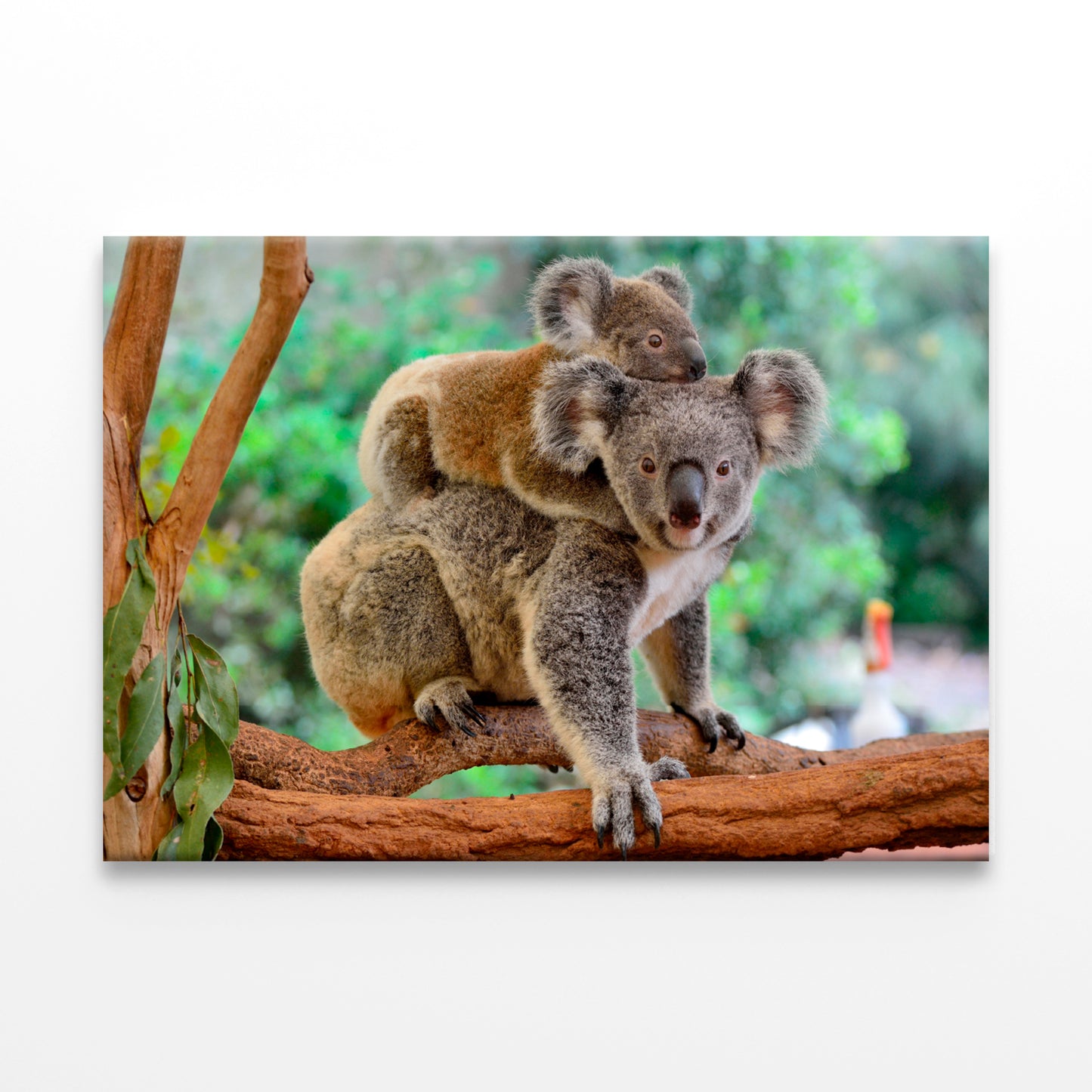 Mother koala with baby on tree Wall Art Decor 100% Australian Made