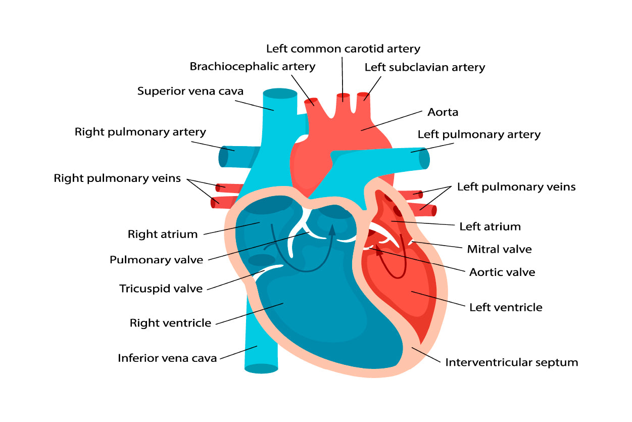 Heart Anatomy Close-Up with Descriptions Home Decor Premium Quality Poster Print Choose Your Sizes