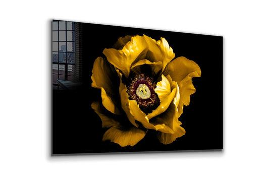 Yellow Flower Closeup UV Direct Aluminum Print Australian Made Quality