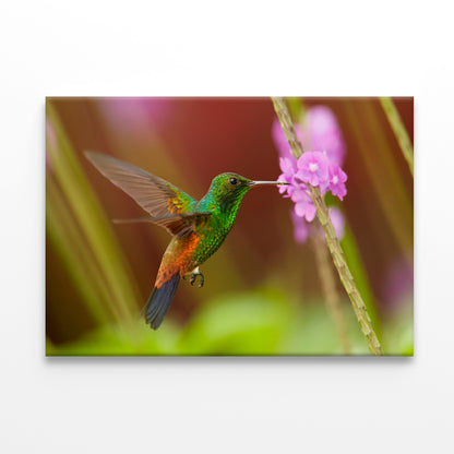 Caribbean Hummingbird Feeding Wall Art Decor 100% Australian Made