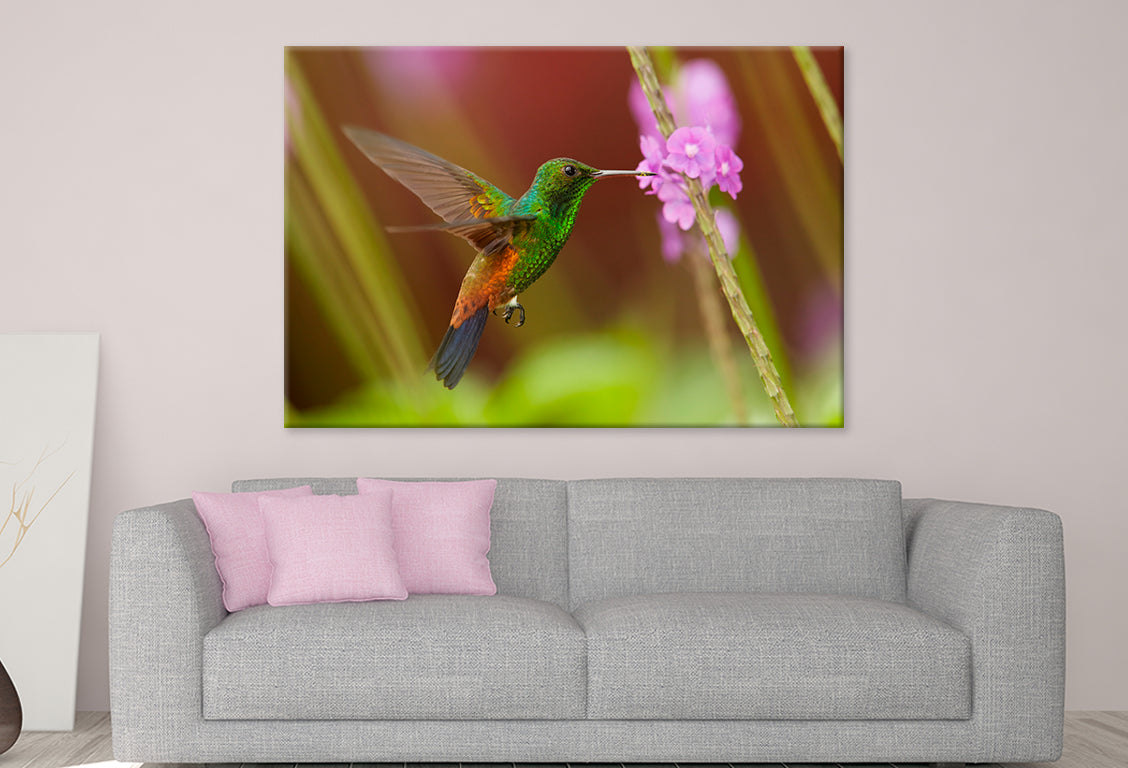 Caribbean Hummingbird Feeding Wall Art Decor 100% Australian Made