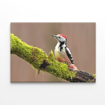 Middle Spotted Woodpecker, Europe Wall Art Decor 100% Australian Made