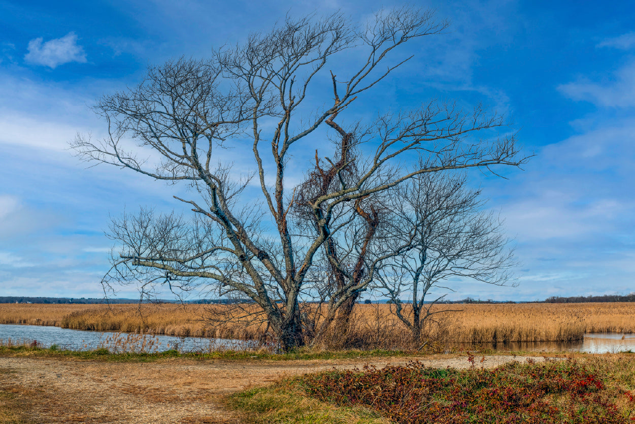 A Couple of Trees Grows In a Field Home Decor Premium Quality Poster Print Choose Your Sizes