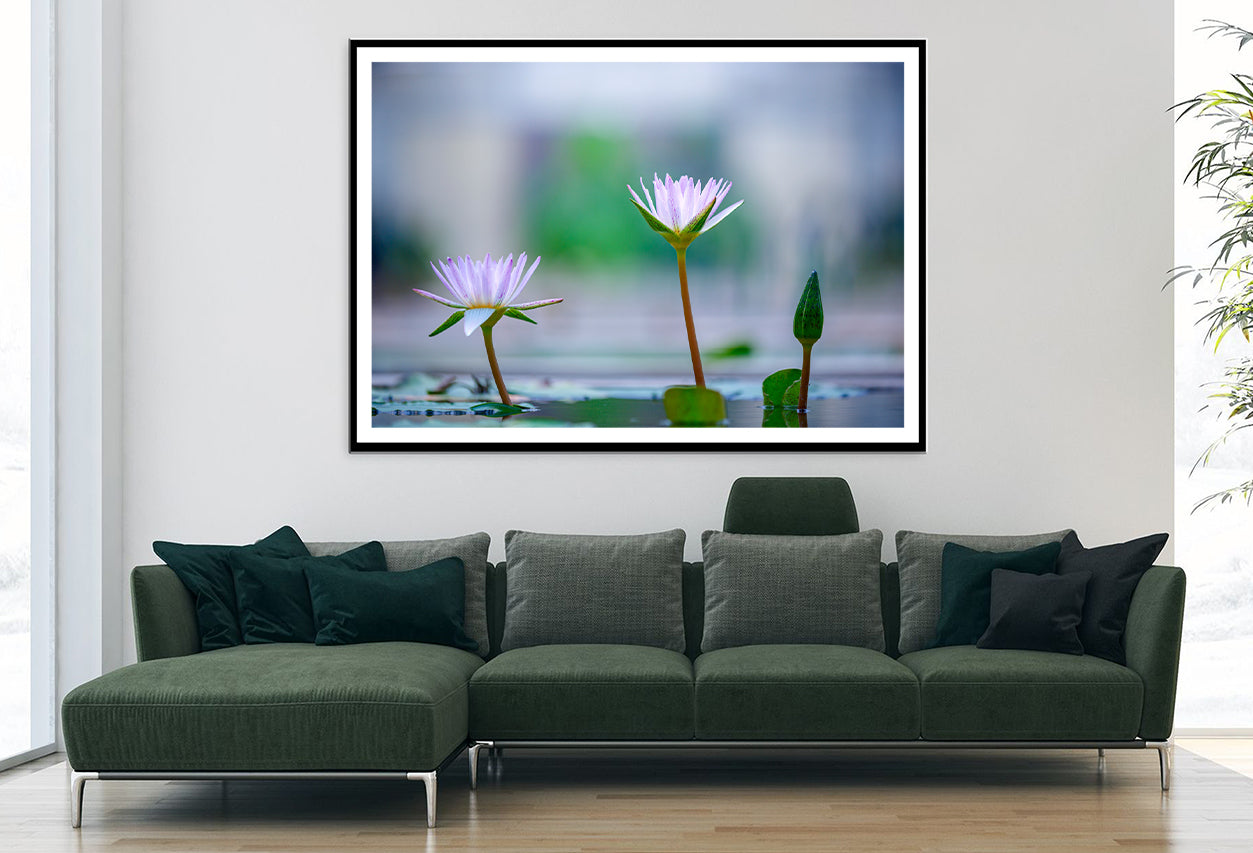 Lotus with Yellow Pollen on Blue Surface of Pond Home Decor Premium Quality Poster Print Choose Your Sizes