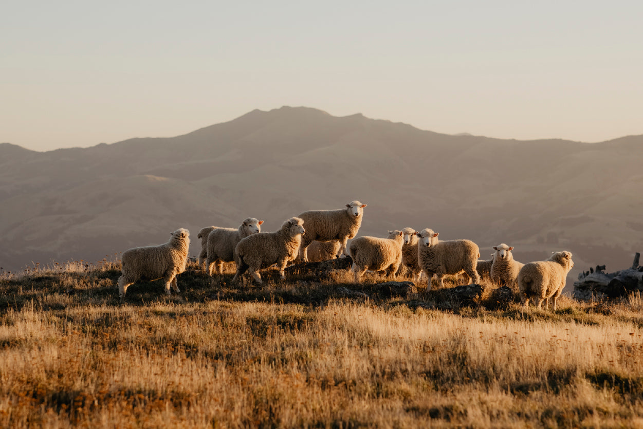 Herd Of Sheeps on With Mountain Home Decor Premium Quality Poster Print Choose Your Sizes