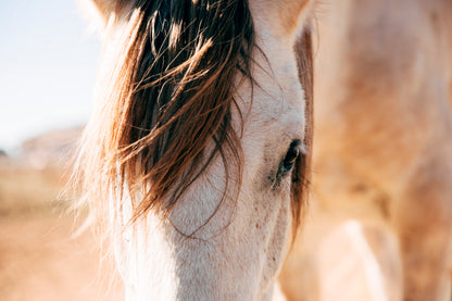 Close Up of a Horse's Head with A Sky Background Acrylic Glass Print Tempered Glass Wall Art 100% Made in Australia Ready to Hang