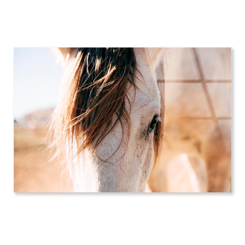 Close Up of a Horse's Head with A Sky Background Acrylic Glass Print Tempered Glass Wall Art 100% Made in Australia Ready to Hang