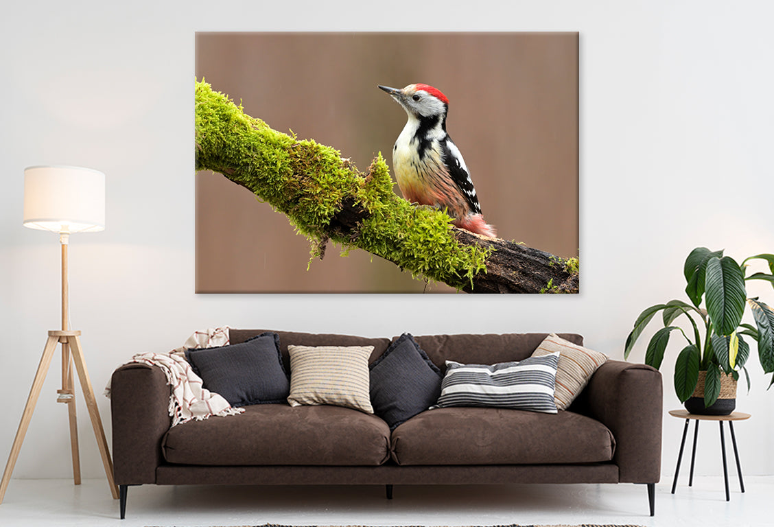 Middle Spotted Woodpecker, Europe Wall Art Decor 100% Australian Made