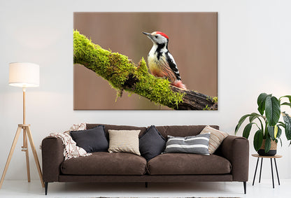 Middle Spotted Woodpecker, Europe Wall Art Decor 100% Australian Made