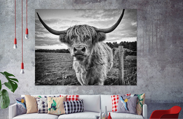 Black and White Highland Cow Popular 90x60cm Print 100% Australian Made