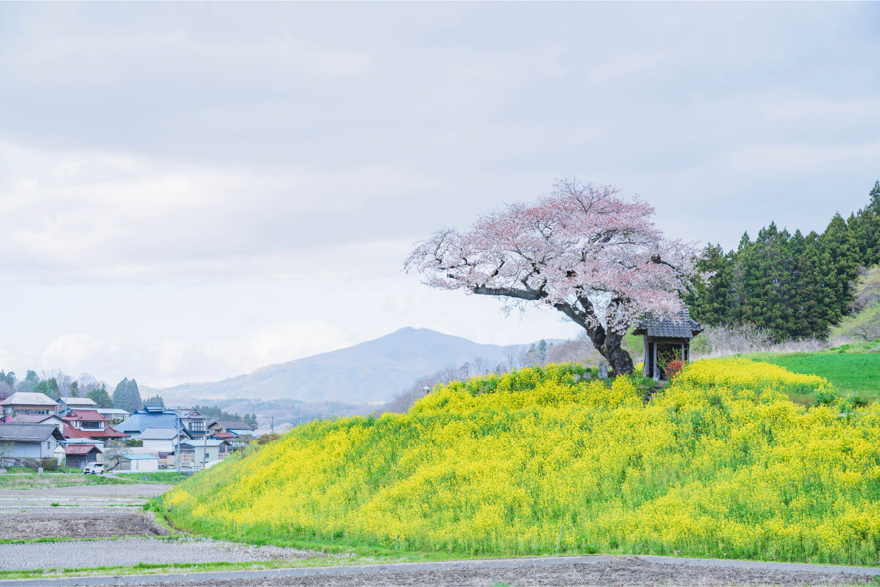 Sakura Rapeseed Field Japan Wall Art Decor 100% Australian Made