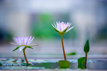 Lotus with Yellow Pollen on Blue Surface of Pond Home Decor Premium Quality Poster Print Choose Your Sizes