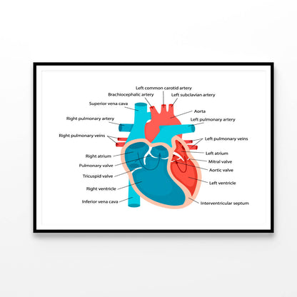 Heart Anatomy Close-Up with Descriptions Home Decor Premium Quality Poster Print Choose Your Sizes