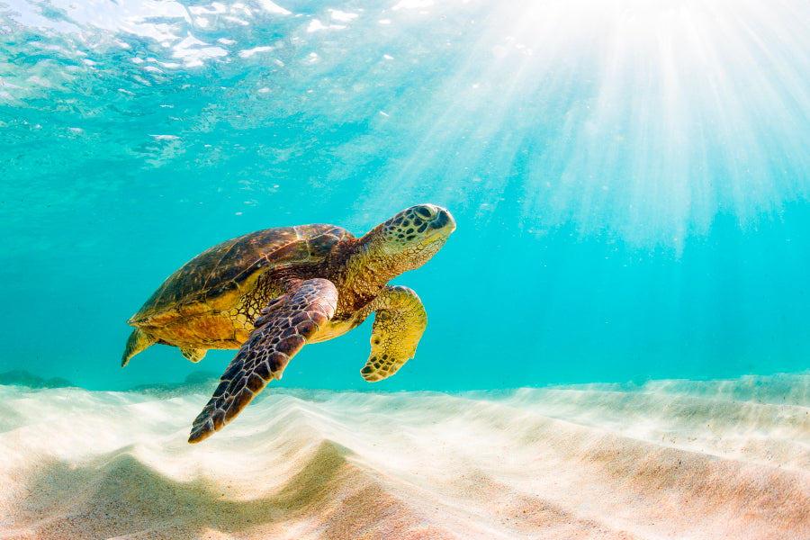 Turtle Swimming in The Ocean with Sun Shining Home Decor Premium Quality Poster Print Choose Your Sizes