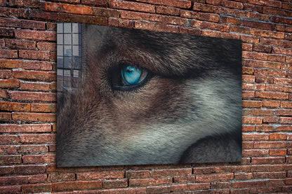 Blue Eyes Wolf Closeup UV Direct Aluminum Print Australian Made Quality