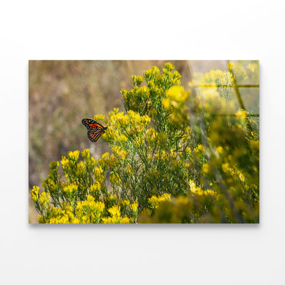 View of a Monarch Butterfly Resting On a Plant Acrylic Glass Print Tempered Glass Wall Art 100% Made in Australia Ready to Hang