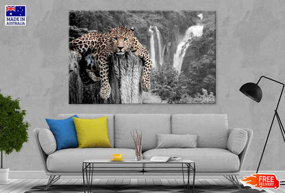 Black and White Tiger with Blue Eyes 90x60cm Print 100% Australian Made (Copy)