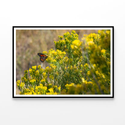 View of a Monarch Butterfly Resting On a Plant Home Decor Premium Quality Poster Print Choose Your Sizes