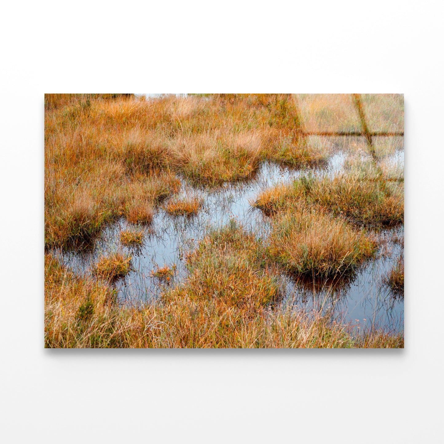 Waterlogged Grassland in the summer Acrylic Glass Print Tempered Glass Wall Art 100% Made in Australia Ready to Hang