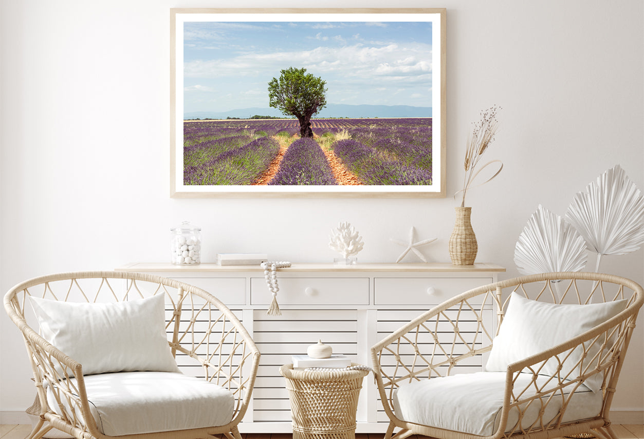 Lavender Row Leading To an Almond Tree Home Decor Premium Quality Poster Print Choose Your Sizes